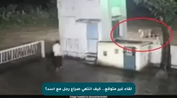 لقاء غير متوقع.. كيف انتهى صراع رجل مع أسد؟